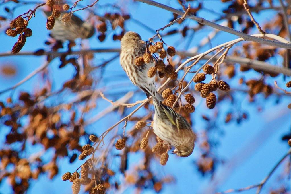 Pine Siskins by jonner is licensed under CC BY-SA 2.0.